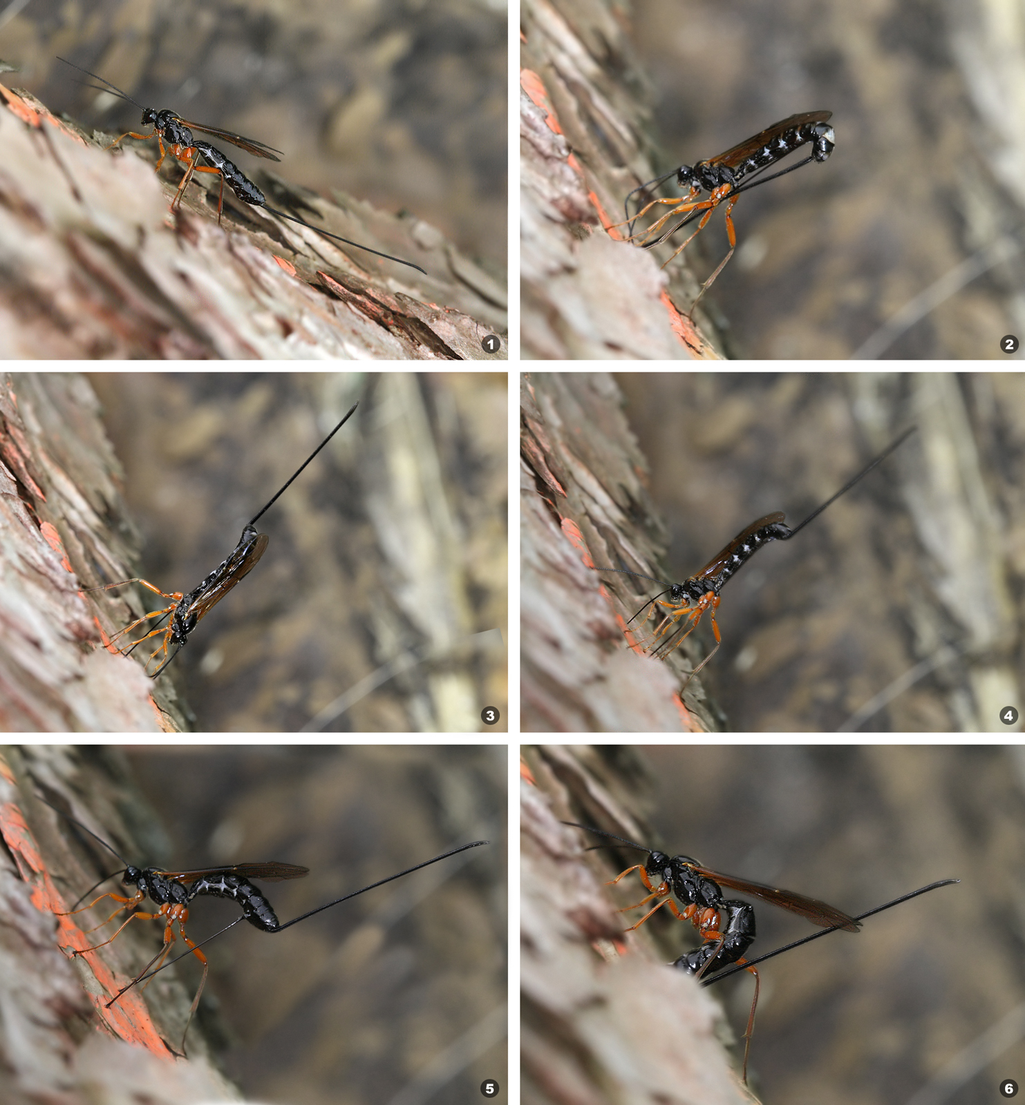 ichneumon laying eggs