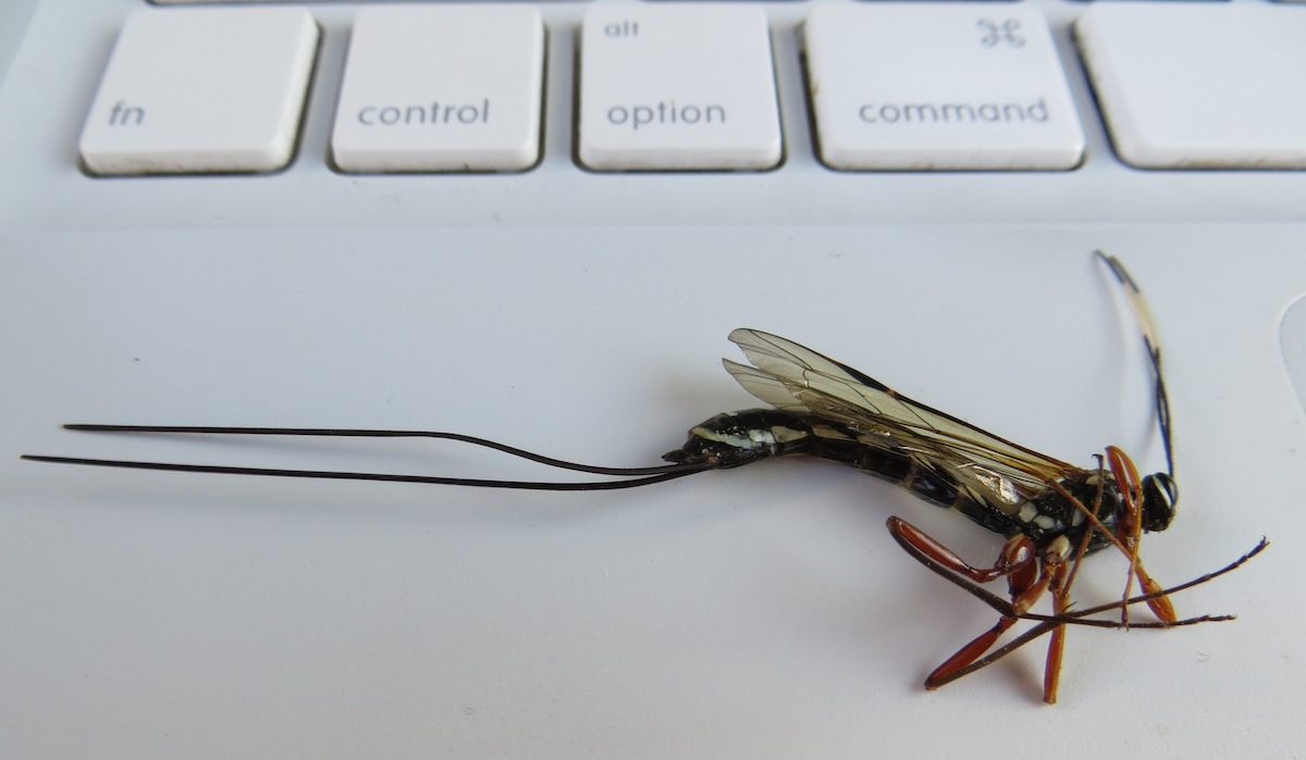 ichneumon