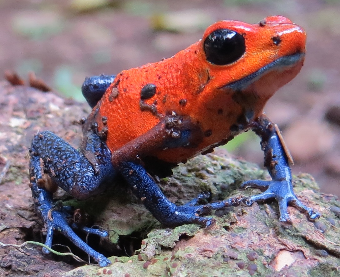 oophaga blue jeans