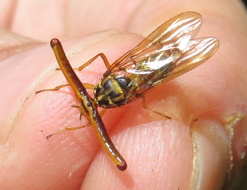 hammerhead fly