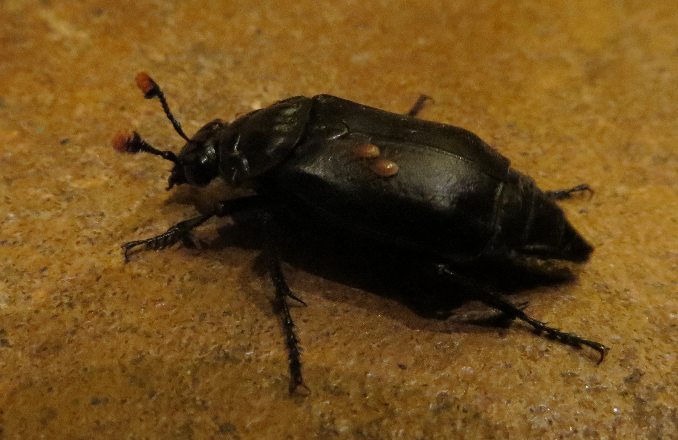 beetle with mites