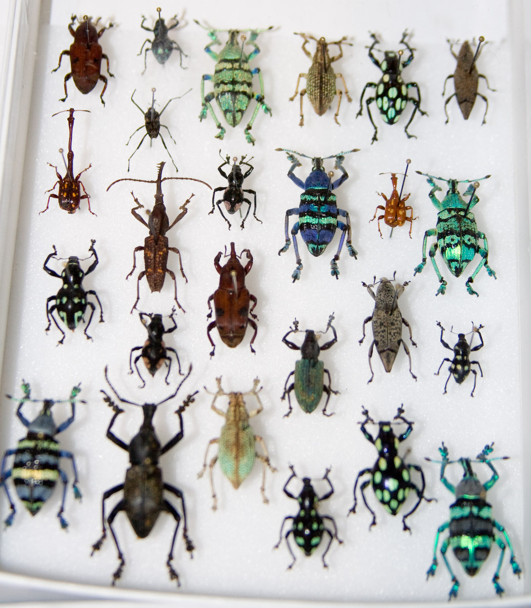 weevil drawer